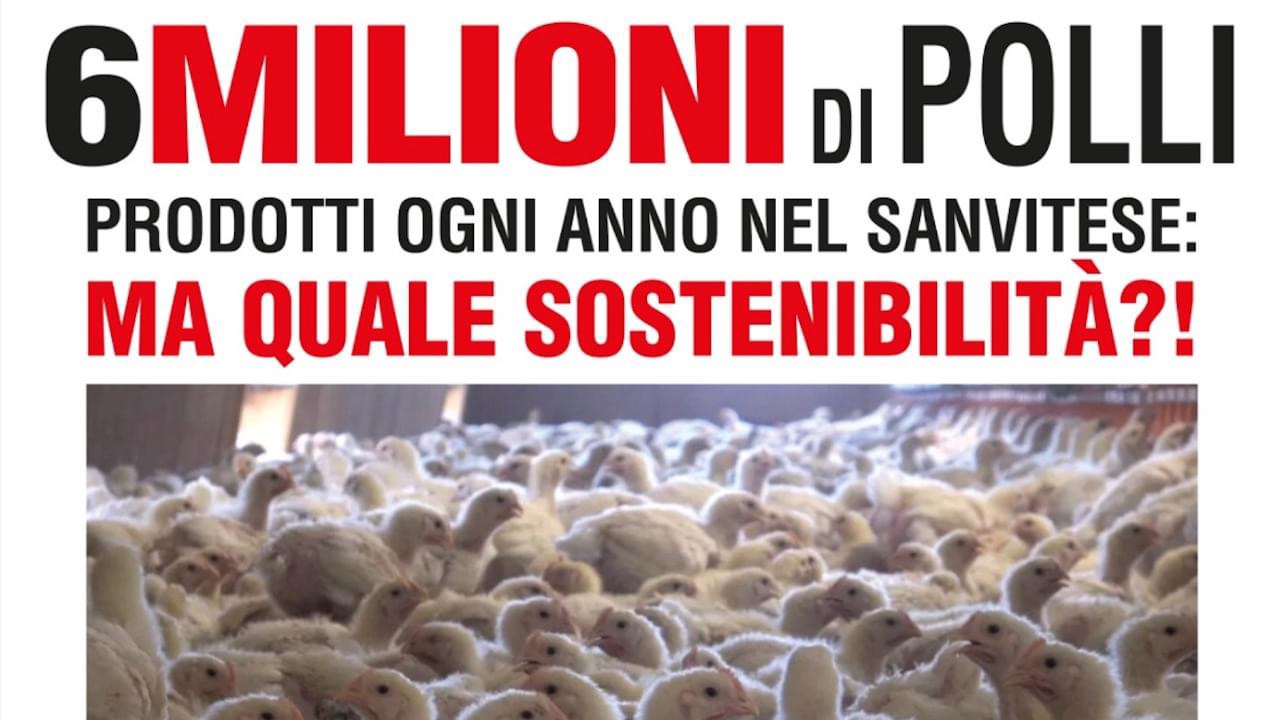 Sei milioni di polli prodotti ogni anno nel Sanvitese: quale sostenibilità