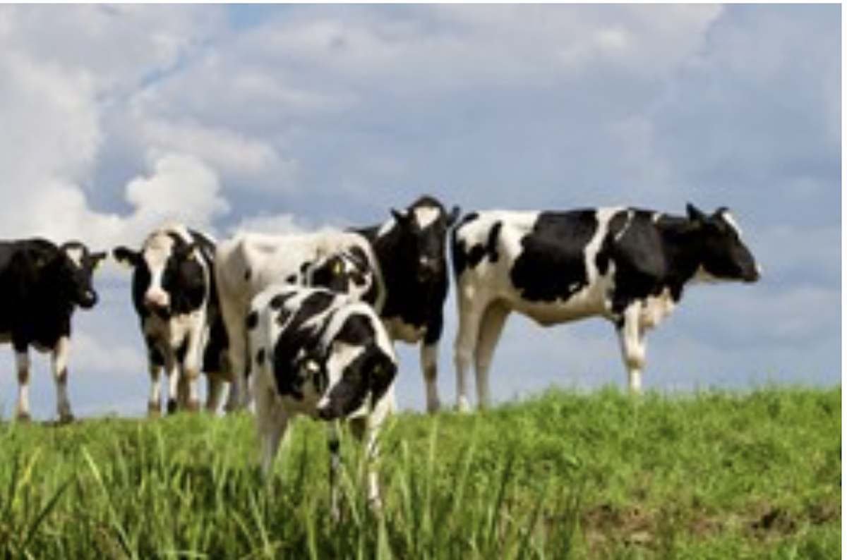 Briefing dell’Agenzia Europea per l’Ambiente su antimicrobici e allevamenti di bestiame e pesci