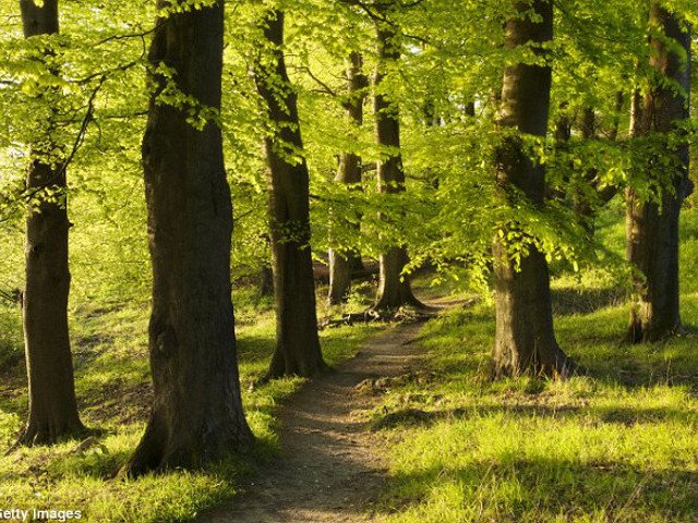 La Nature Restoration Law diventa realtà anche grazie alla società civile