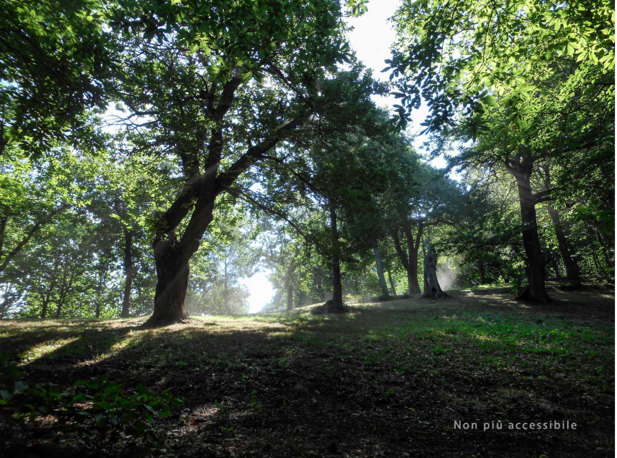 Una rinascita nel bosco